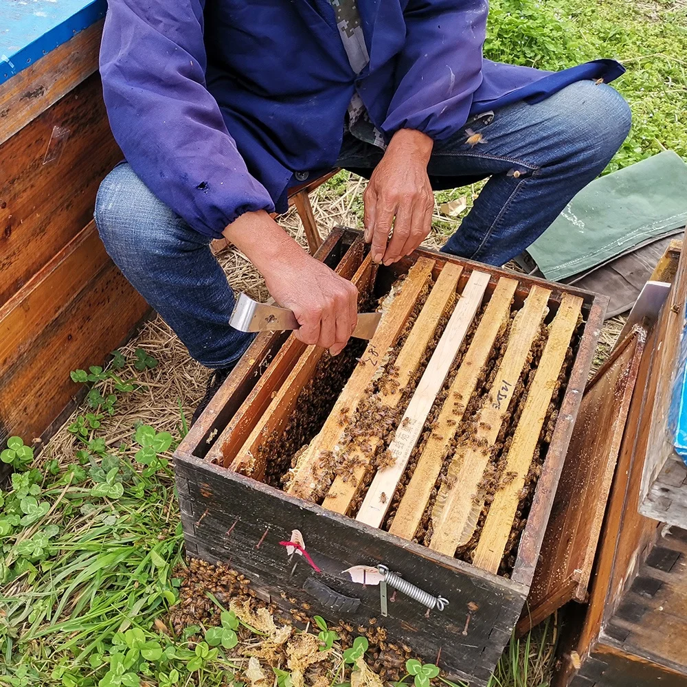Natural bee honey 290 KGS Drum packing for wholesale to Europe