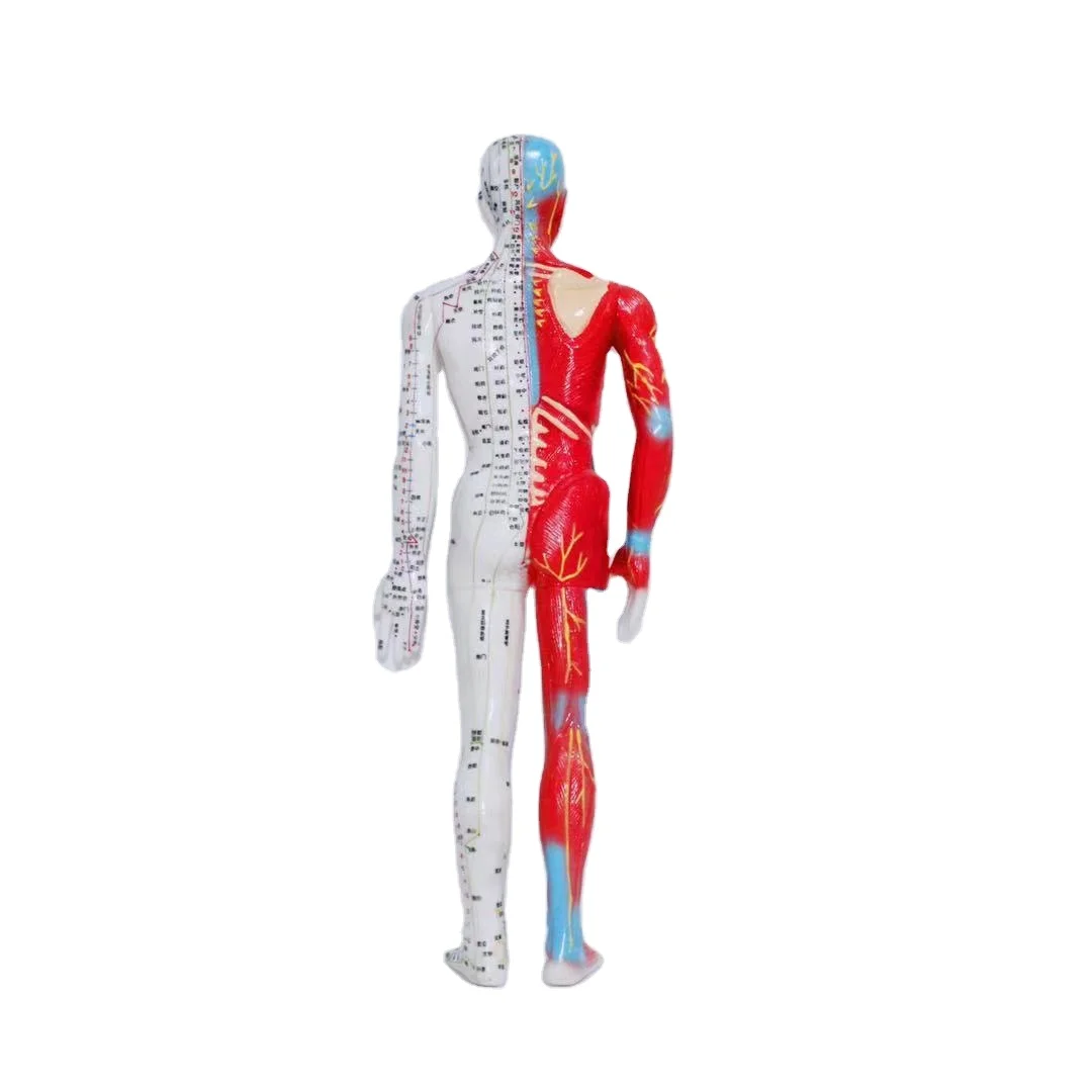 Hot-selling high-quality human body standard acupuncture point acupuncture model