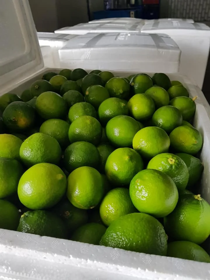 Exporting 2022 Vietnam Organic Fresh Green Seedless Lime Rich Quality Fresh Green Lemons at Bulk Price Fresh Citrus Fruit