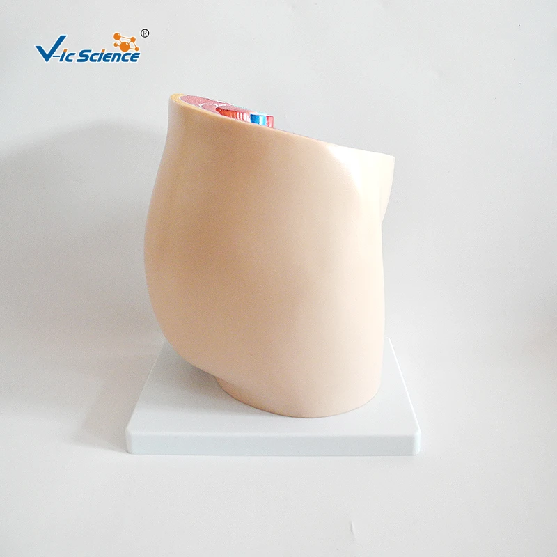 human female pelvis section (1 part) basic human anatomy medical school education cheap anatomical models