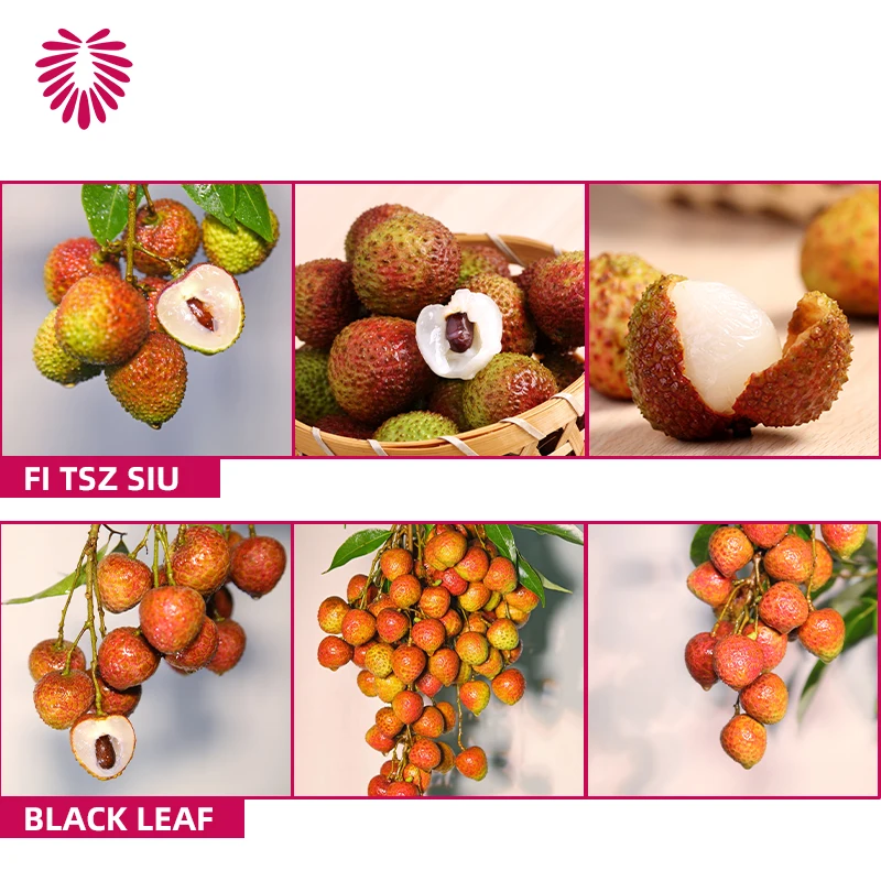 Good Quality Wholesale Fresh Lychee Litchi Lichee from China