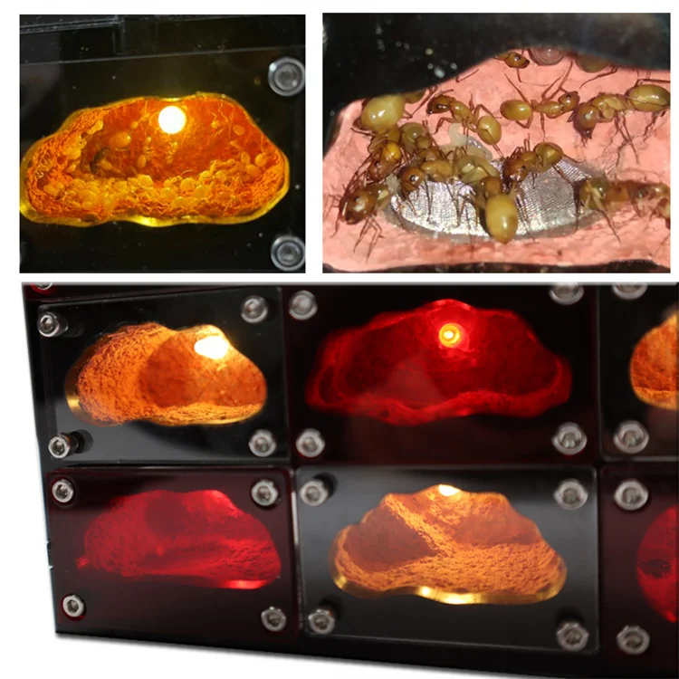Led Mieren Ant Workshop Cage Castle Breeding Ecological Independent Lights Control Anthill House Farm Ant Nest