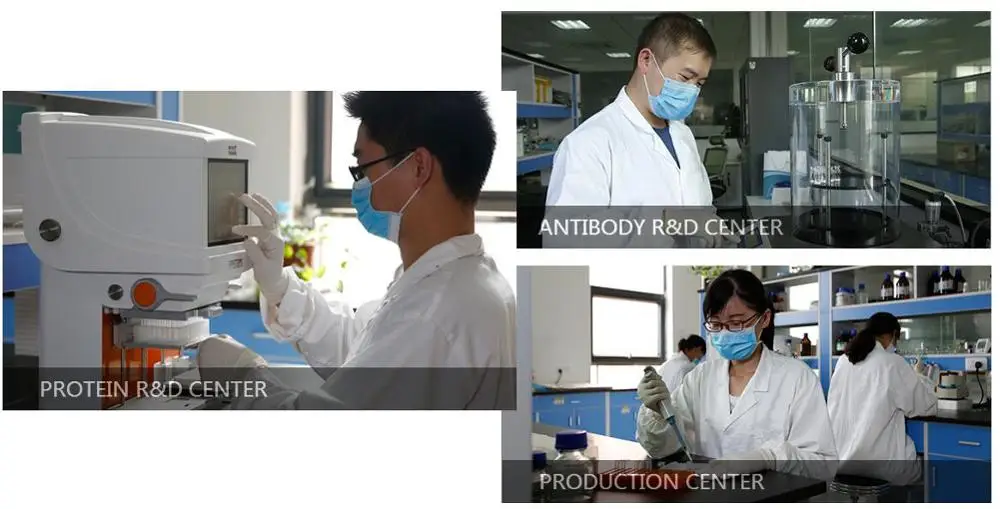 Общий S-аденозил метионин набор SAM elisa