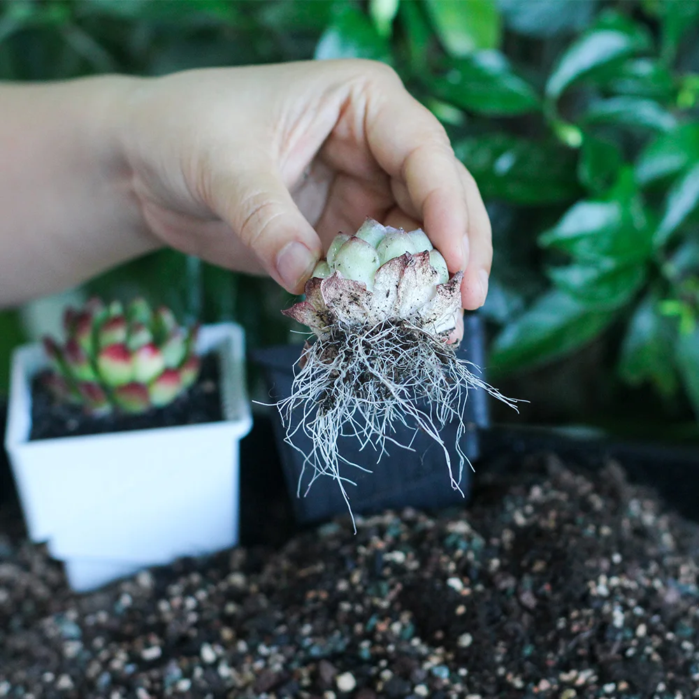 
Meshpot organic soil fertilizer for succulent Cactus plants 