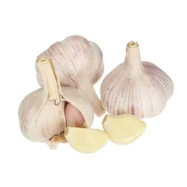 China Origin Factory Supplier Wholesale Fresh Garlic Harvester Export Quality White Garlic