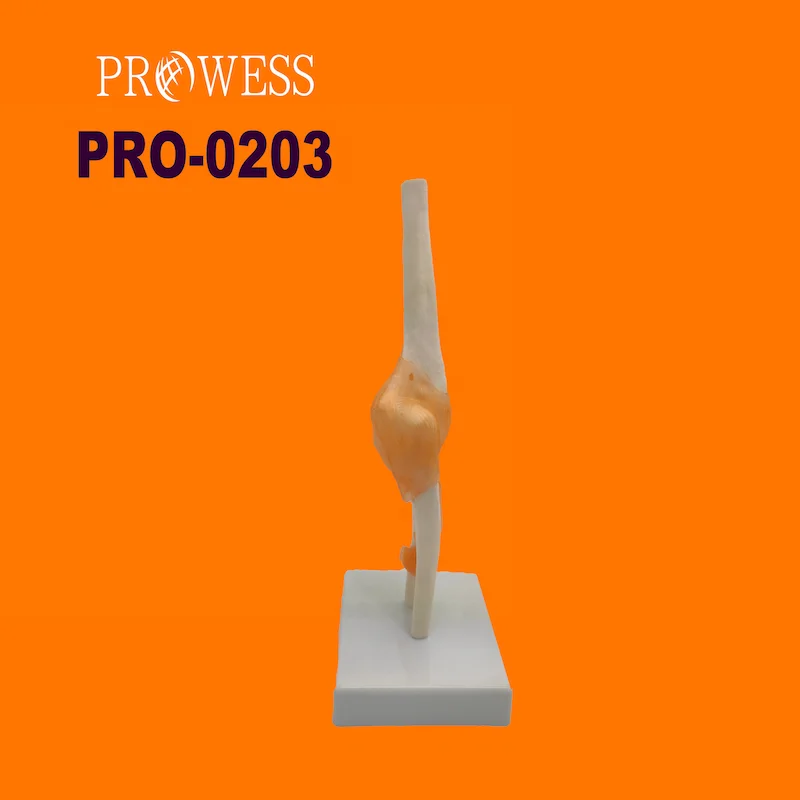 PRO-0203 Прямая продажа с завода ПВХ Регулируемый 45 90 180 градусов поддержка коленчатого сустава мобильный механизм внешний фиксатор анатомическая модель