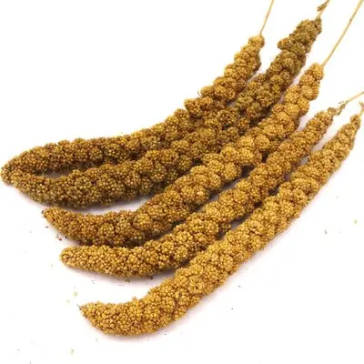 
Yellow Spray Millet for Bird Feeding Millet Spray -10-12 inch 