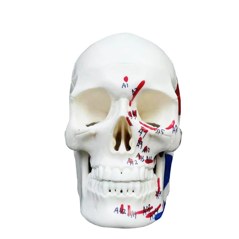 production human skeleton 1/2 size PVC head skull anatomical teaching model with color muscle 3 parts mini  Colored skull model
