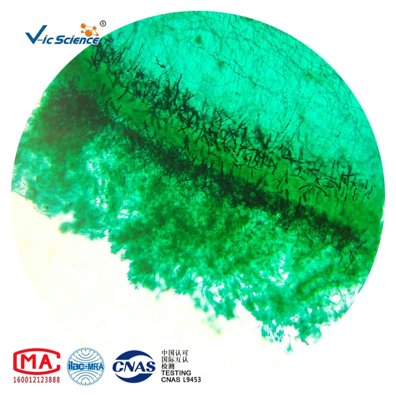 
100 PCS Set biological microscope microslide hard bone prepared slides 