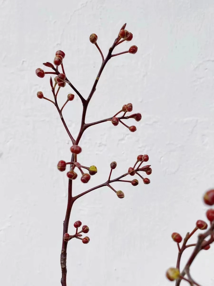 Wholesale dried flowers plants Natural willow Dry Tree Branches Decoration dried Cornus controversa for hotel mall decoration