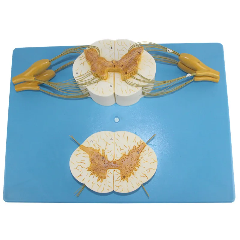Neurology system doctor simulates learning to send gift decorations with enlarged models of spine and spinal nerve branches