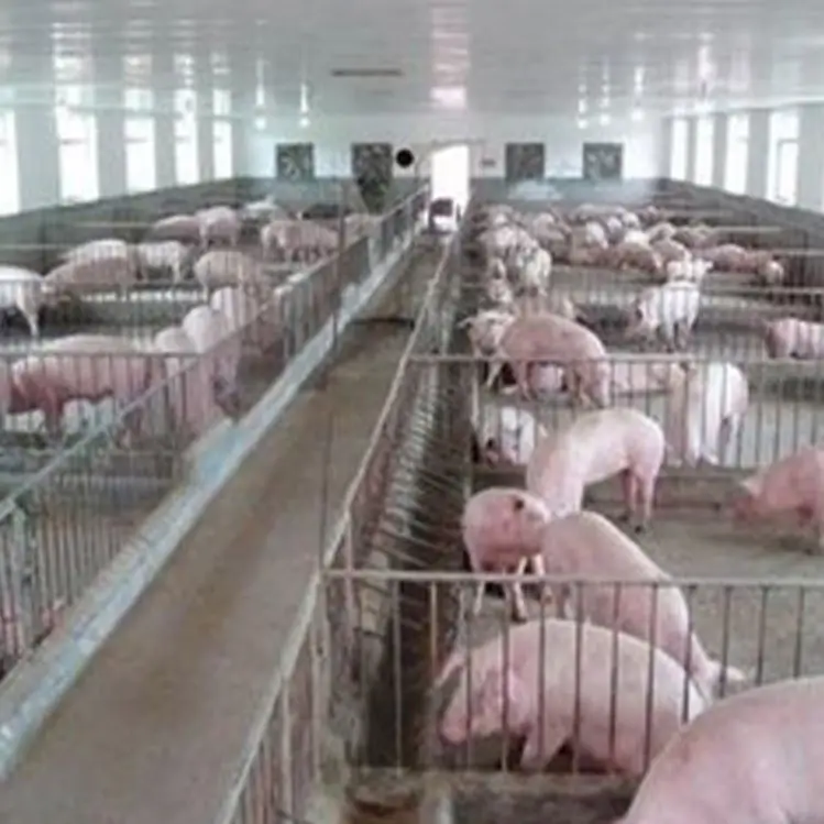 Недорогая практичная сборная стальная структура хорошее качество птицефабрики свиньи