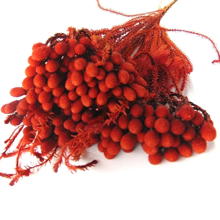 High quality preserved coral flower preserved flowers in glass preserved decor flowers