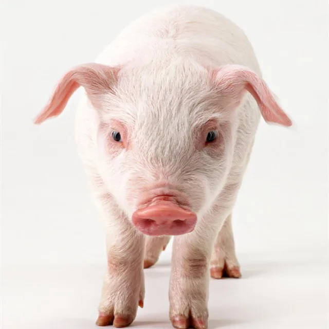pig piglet swine growth promoters nutrition premix weight gain