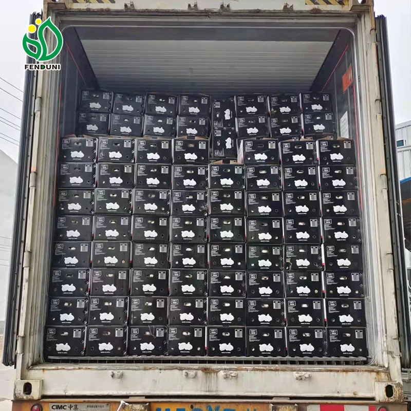 Chinese wholesale distributors jin xiang garlic cold storage 5.0-5.5cm garlic fresh garlic exporter
