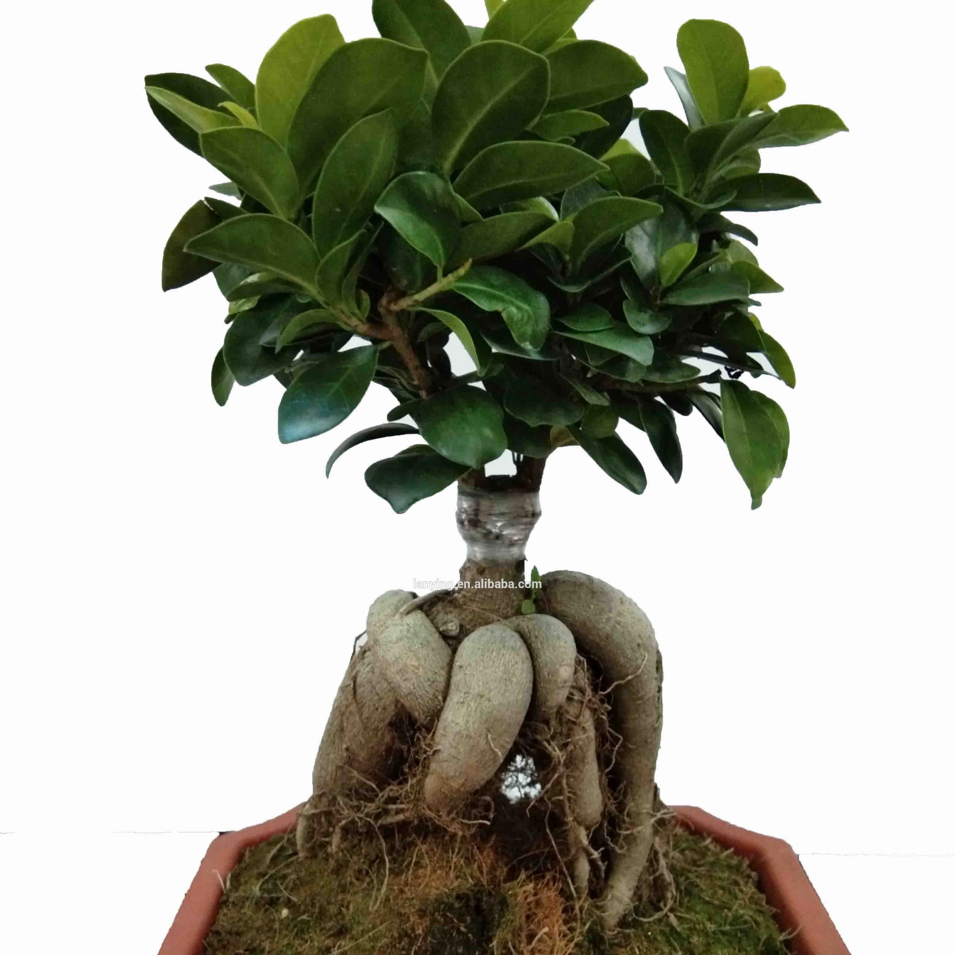 Green Banyan Ginseng Bonsai tree