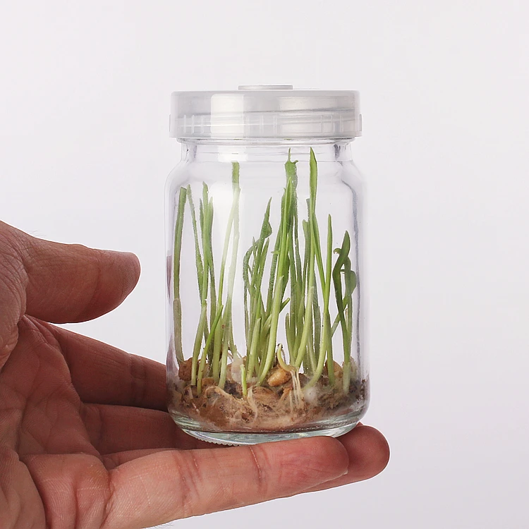100ml plant tissue culture glass bottle mushroom culture bottle ecological glass bottle with plastic cap
