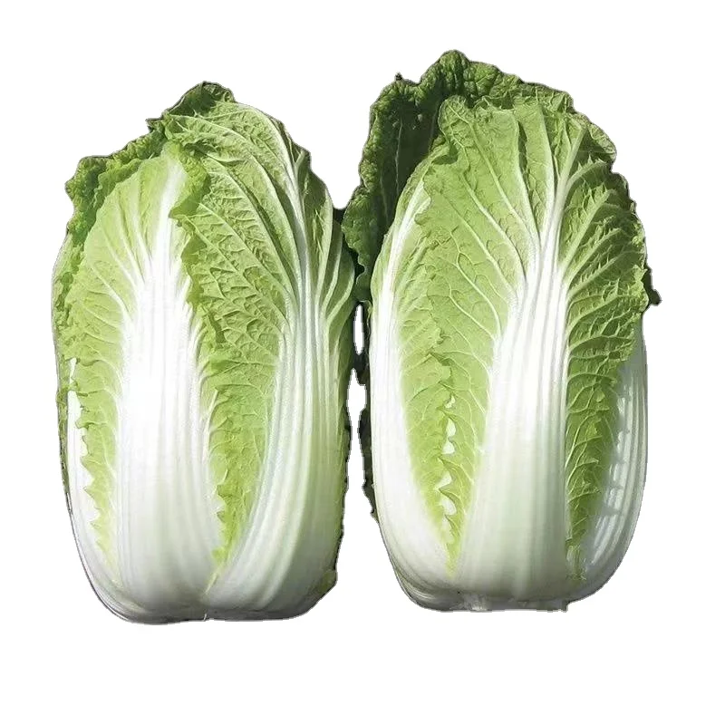 Crop Fresh Chinese Celery Cabbage