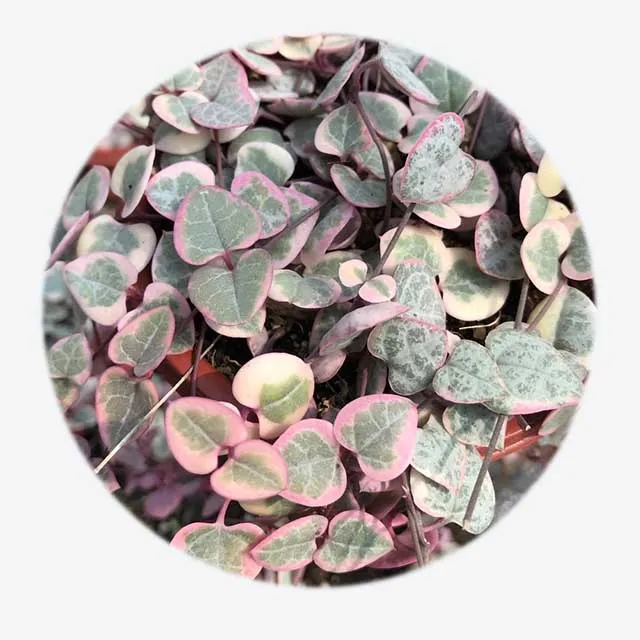 Растения-суккуленты оптом, церопегия woodii, домашние натуральные комнатные горячие продажи, мини-живые суккуленты