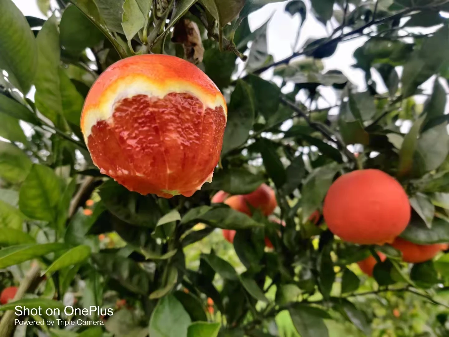 Fresh Red and Blood Orange Available for Export High Quality Organic Blood Orange Red Citrus Orange