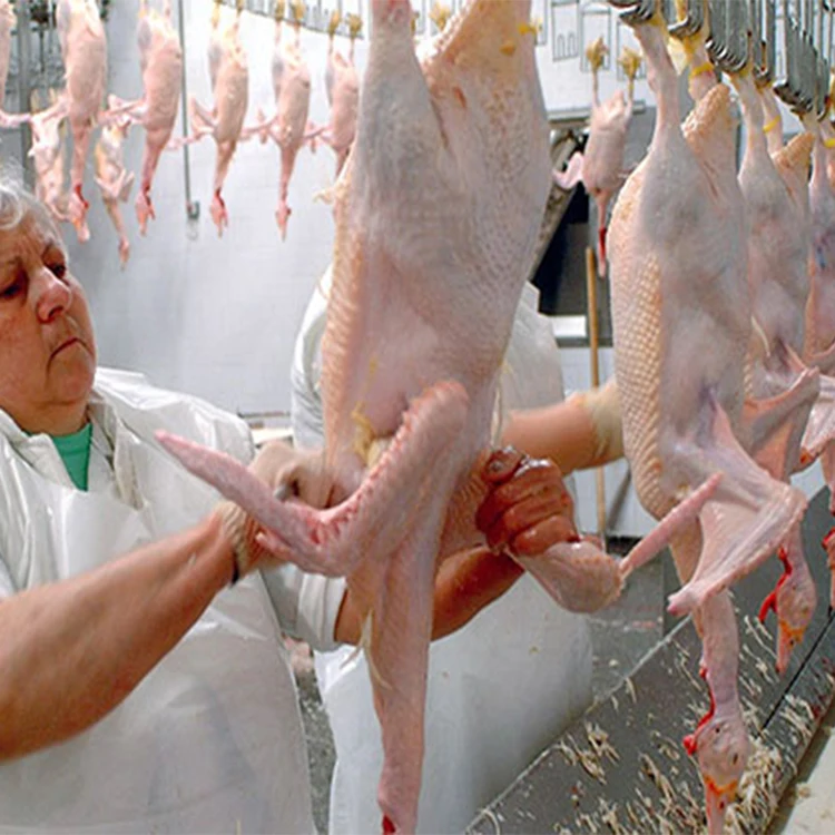 
Semi-automatic abattoir equipment poultry processing equipment chicken 