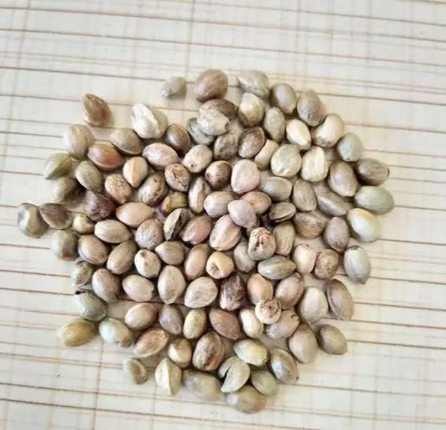 Ningxia органические шелушистые Семена
