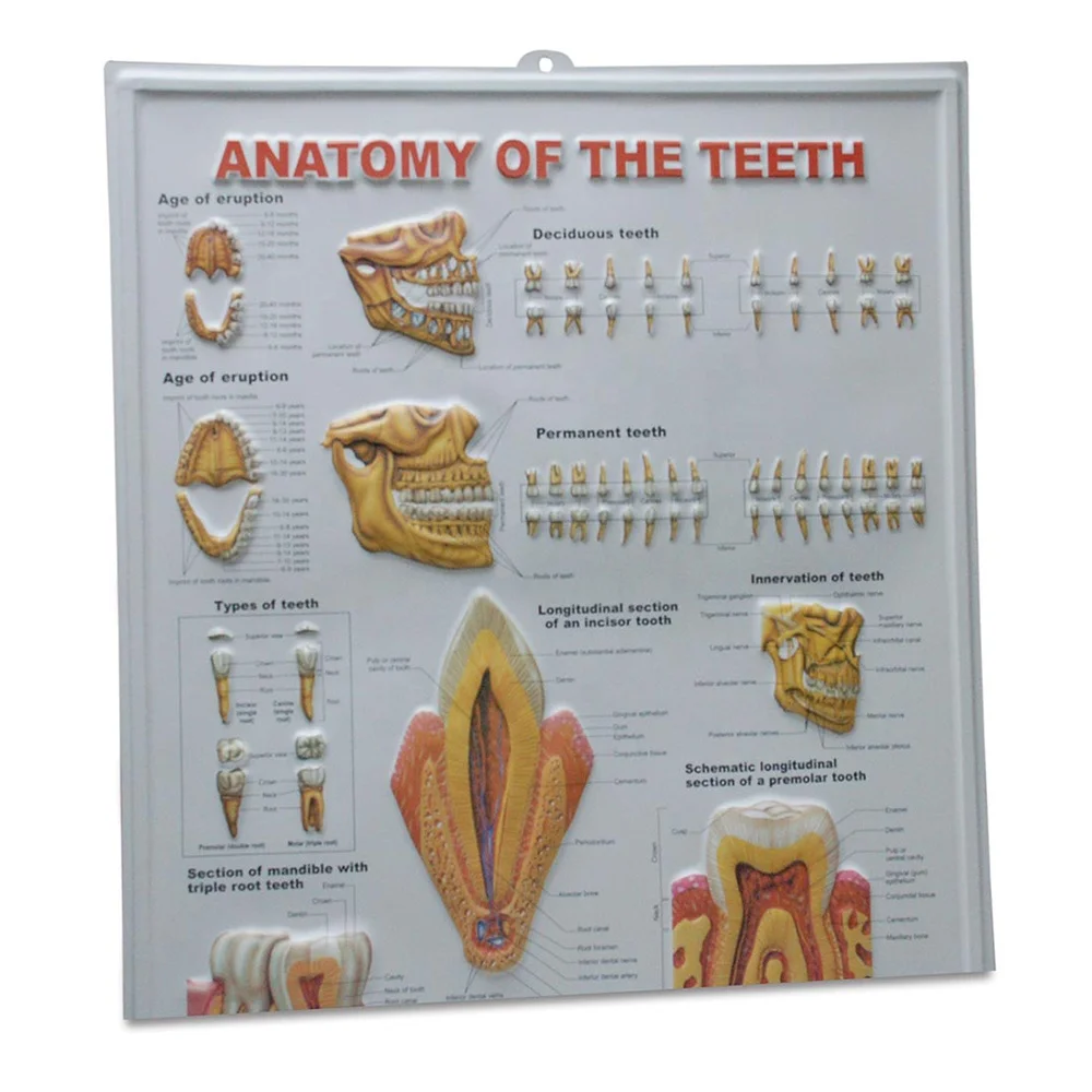 Dental Medical 3d Anatomy Chart