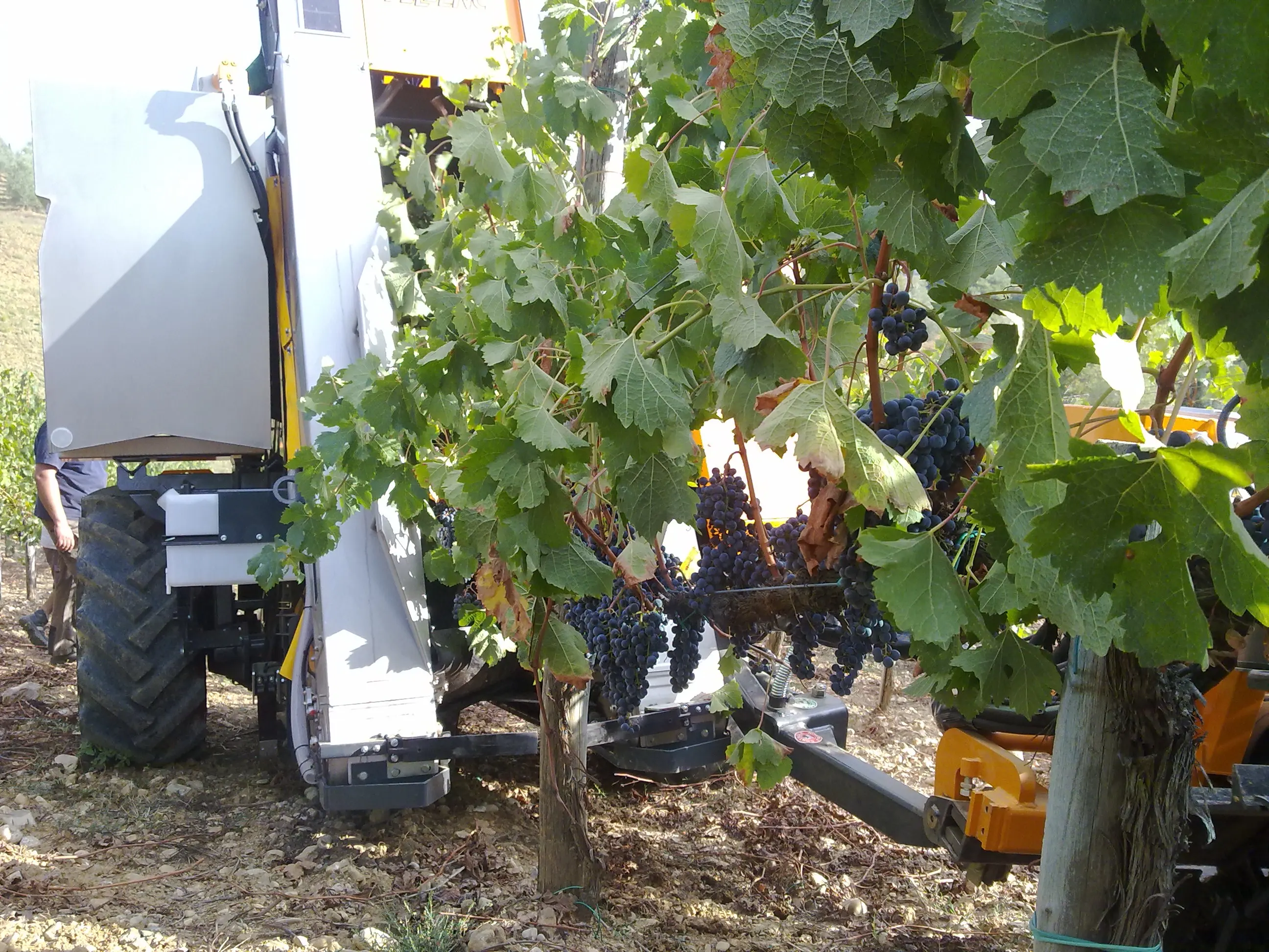 High Quality 750 Ml Wine 12,5 % Vol  Table Wine White Wine For Restaurant hotel  Made In Italy