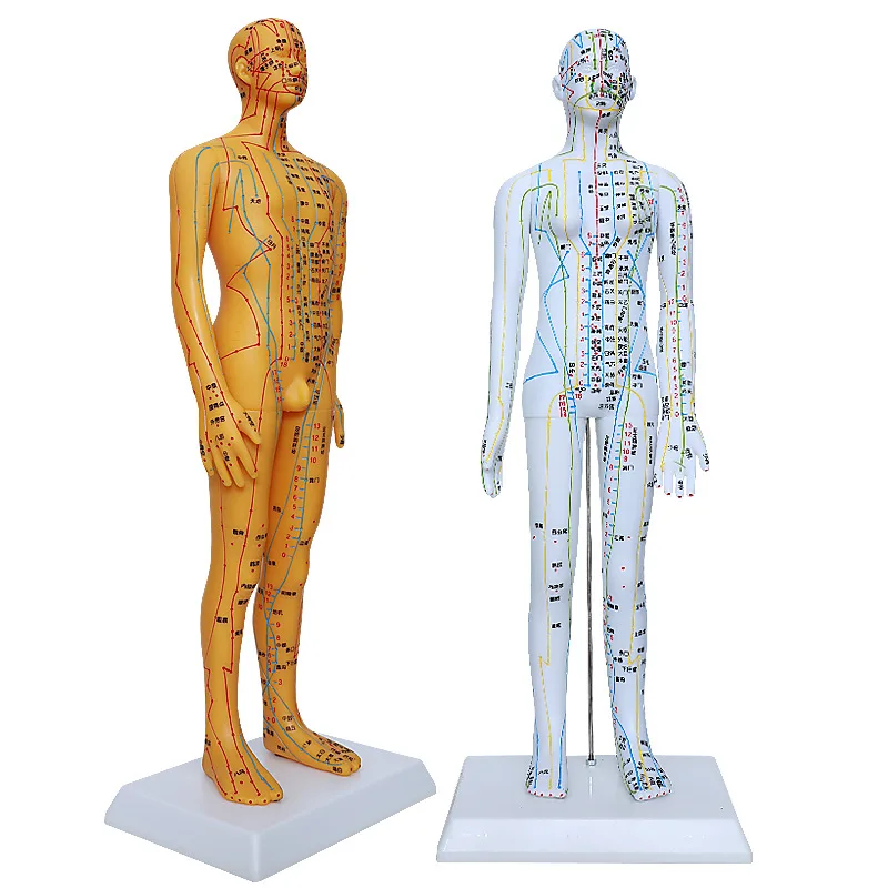 50cm Clear teaching model point male and female model human body model acupuncture figure Chinese PVC medicine lettering
