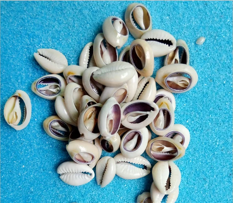 hair mountings braiding cowrie shell beads for hair accessories shell hair clip decor 1kg