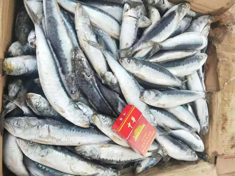 Frozen Fish Sardines For Canning And Market Sardinella Longiceps