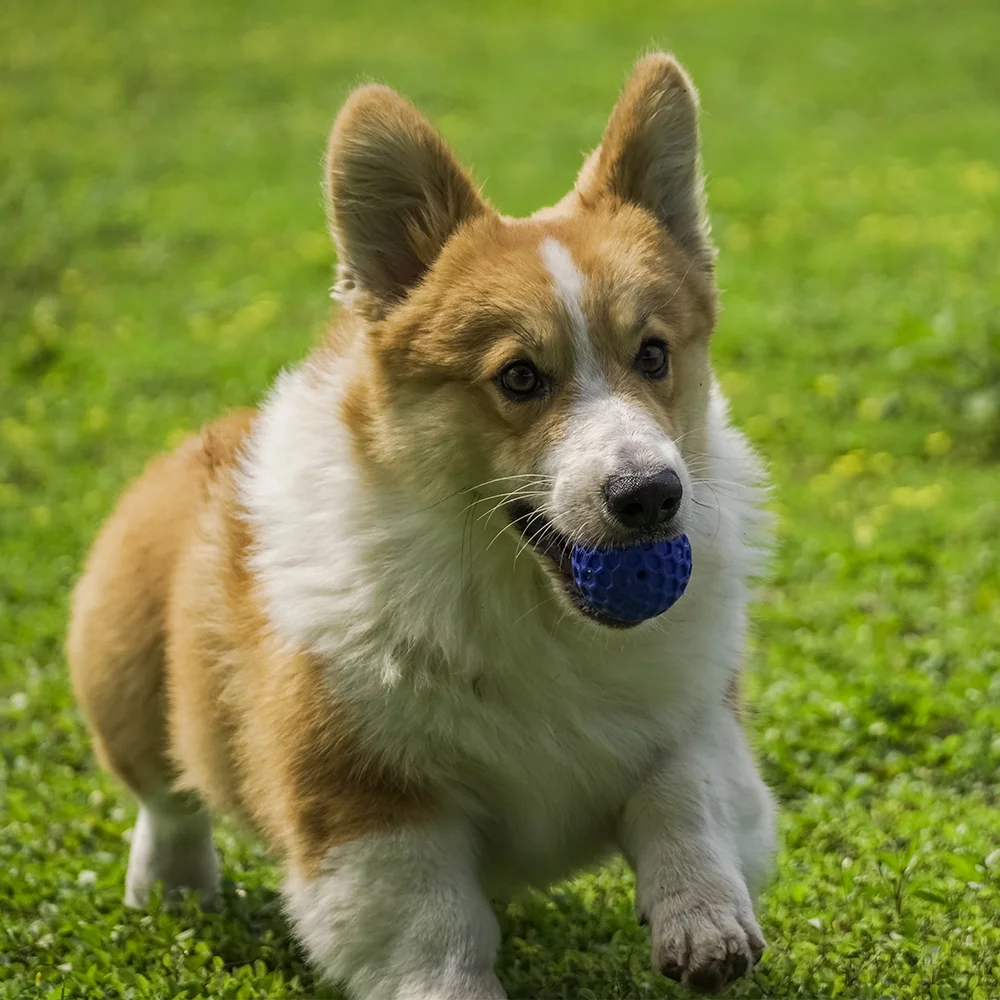 Amazon Interactive Durable Strong Dog Bite interactive pet toy Ball Rubber Chew Toy Ball Squeaky dog toy ball