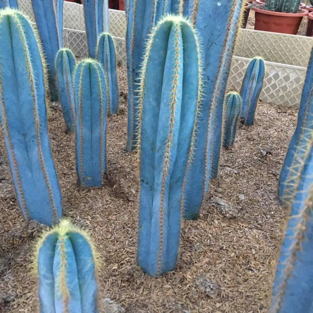 
Hot sale live cactus plant 30cm blue cactus 