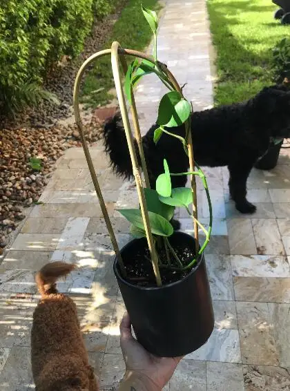 18 in. Bamboo U Trellis for  for sale