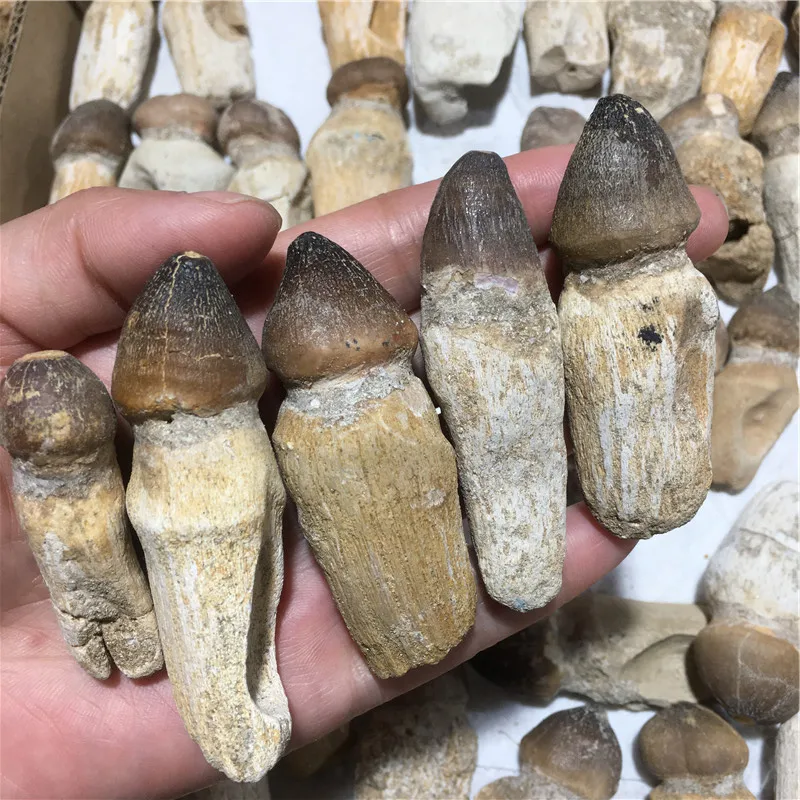 Натуральный минеральный образец ископаемые камни динозавров Globidens tooth ископаемый камень для продажи