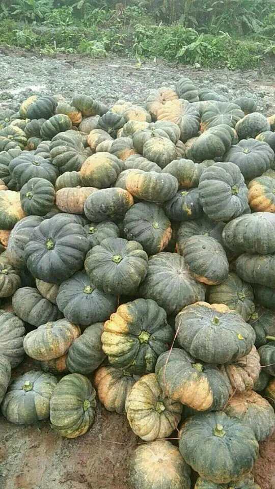 Свежая Тыква-лучший продавец 2022 с высоким качеством и хорошей ценой-свяжитесь с нами для получения дополнительной информации