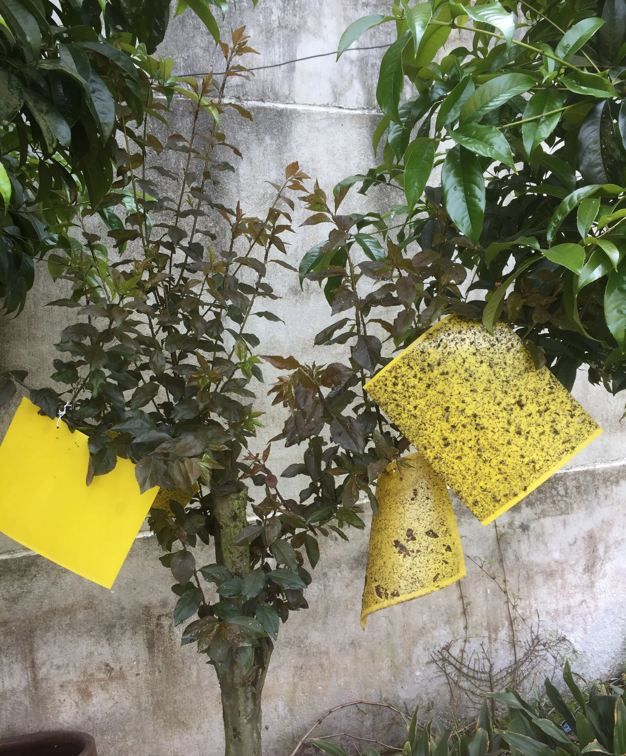 Fly Control equipment for Yellow Glue Board Double Side Insect Sticky Traps Sticky fly Paper fly killers machine