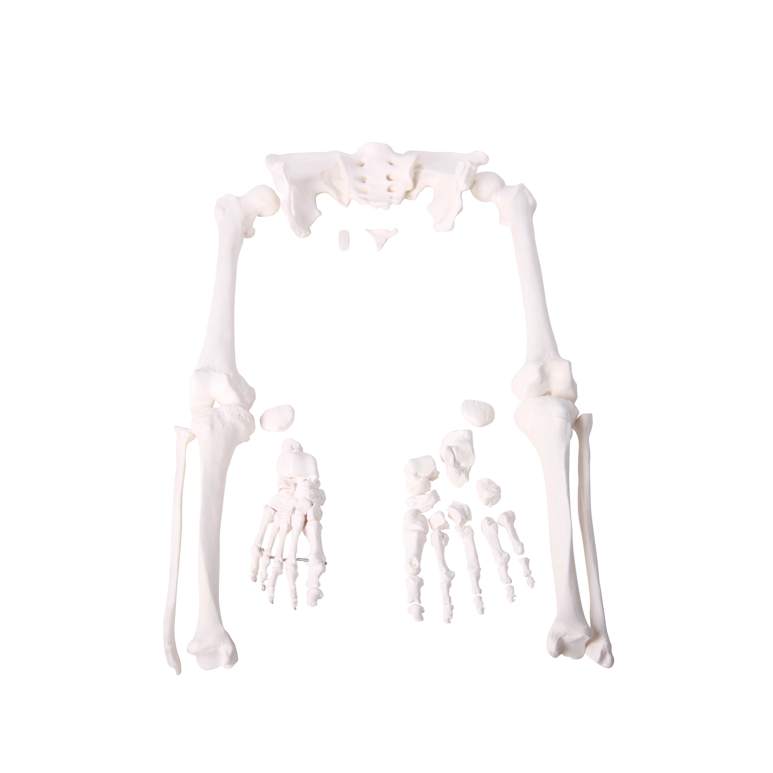 Nature Size Human Whole Body Bone Model Disarticulated Skull Skeleton of pvc