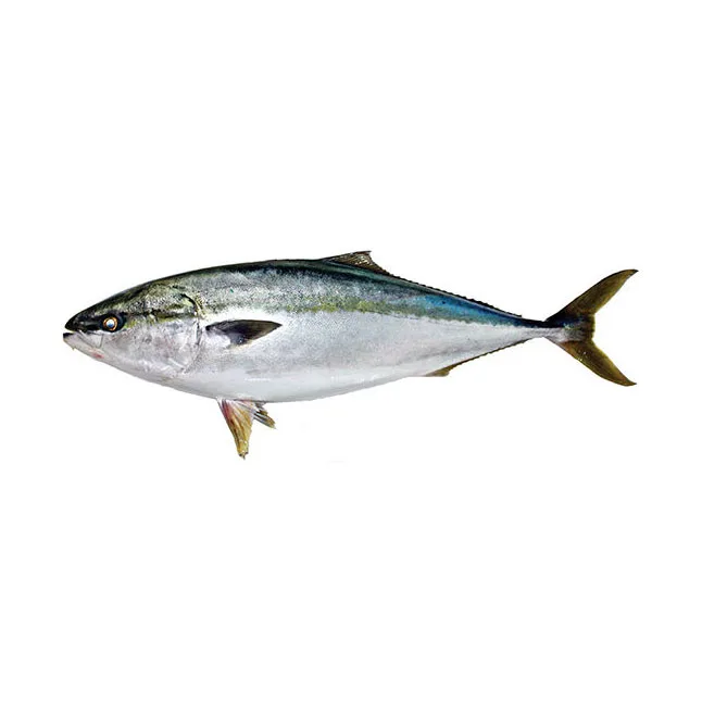 Delicious Natural High Quality Hot Sale Bulk Price Custom Frozen Seafood Fish Yellowtail Yellow King Tail Fish
