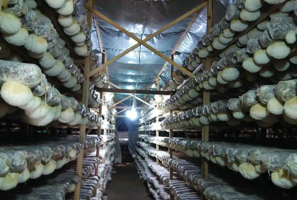 Лидер продаж, органический порошок экстракта грибов Львиной гривы