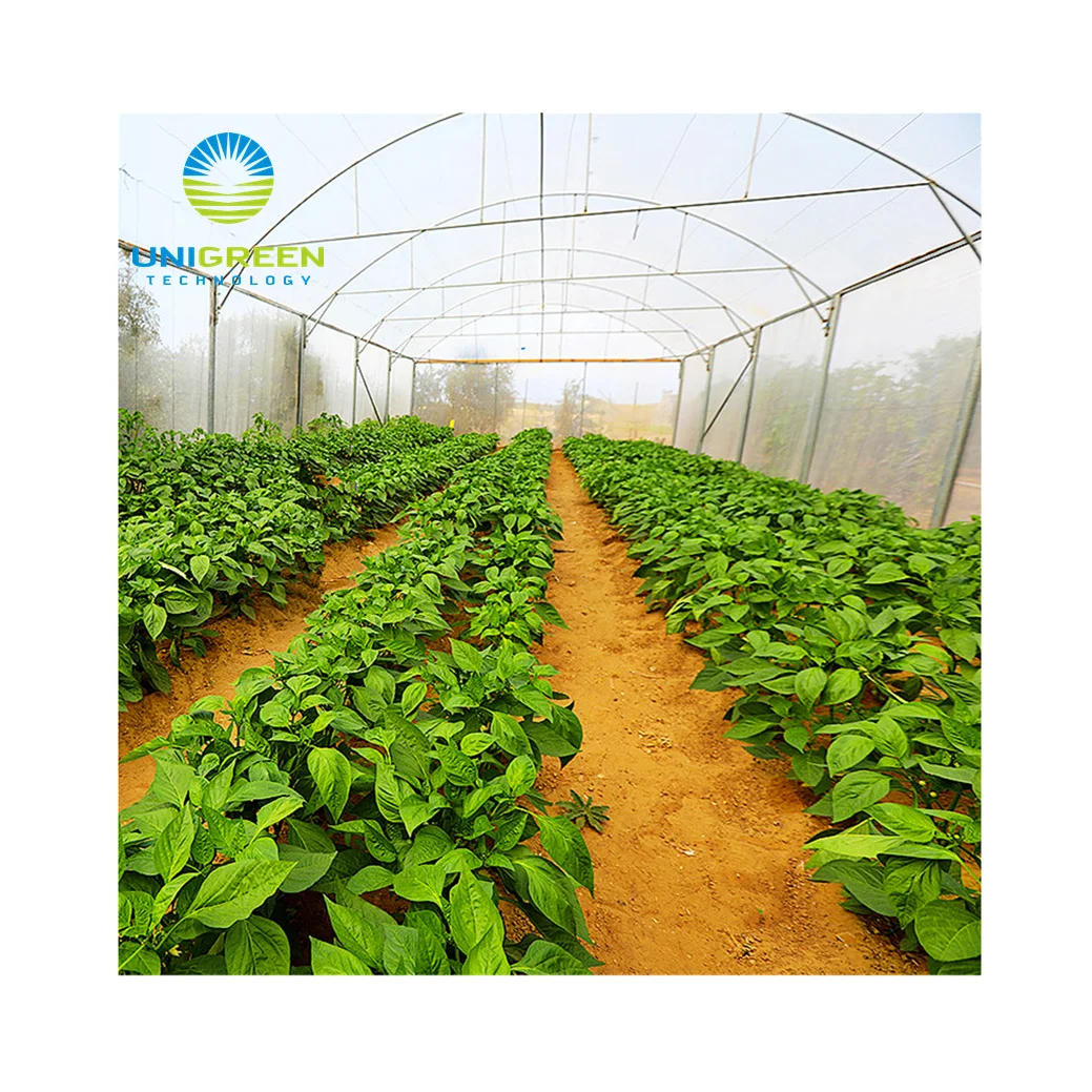 Poly Tunnel  Greenhouse Plastic  Film Greenhouse for Sale