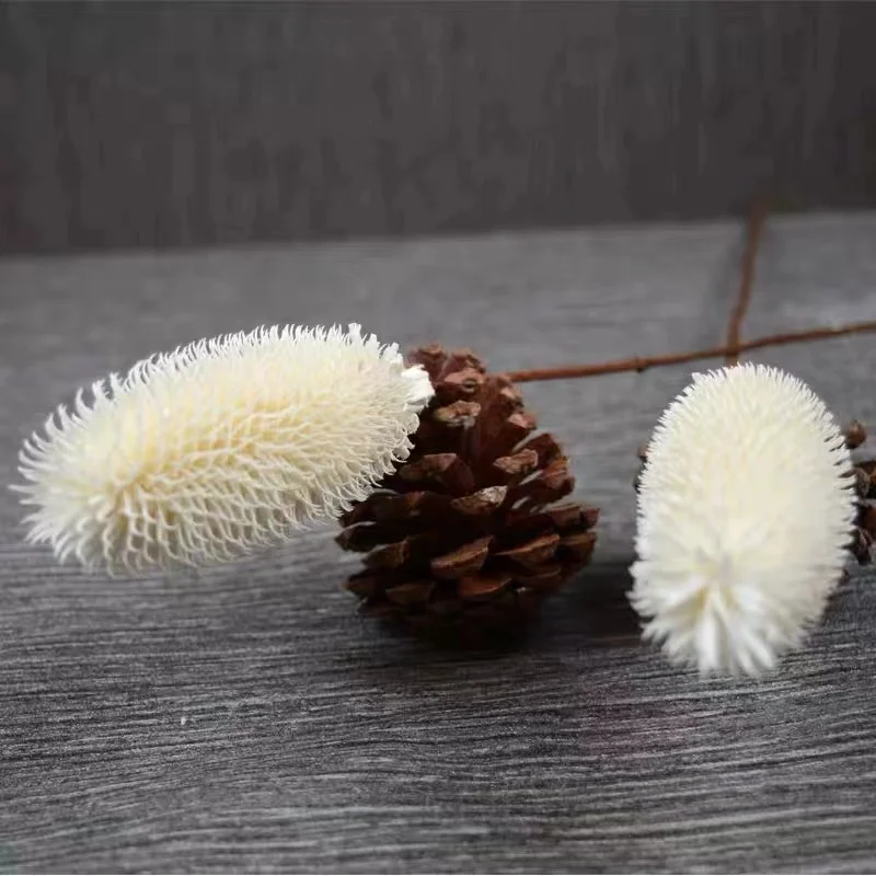 High Quality Dry Flower Bouquet Preserved Dipsacus Sativus for Flower Arrangement Home Decoration