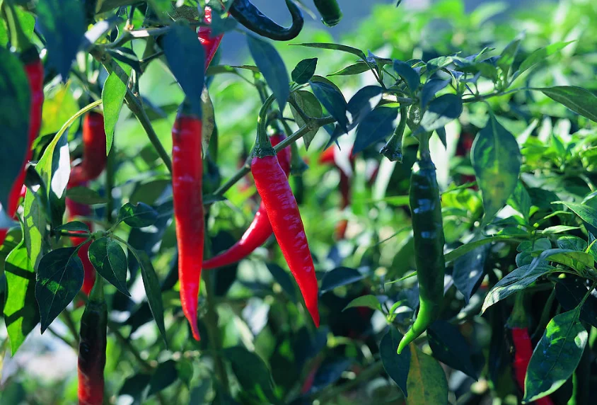 Chemical Insecticide Manufacturer Dinotefuran 90%TC