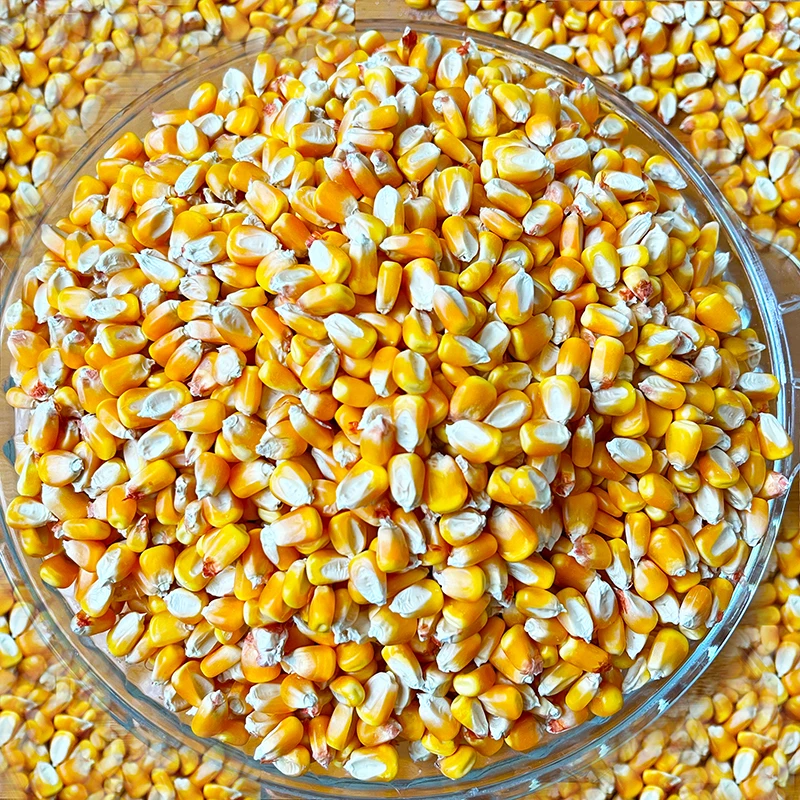 Оптовая продажа старые желтые кукурузные ядра для