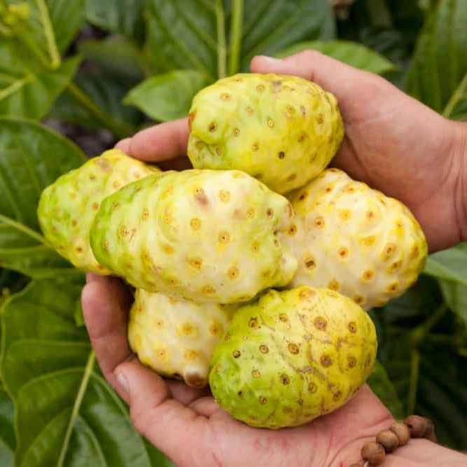 [NEW PRODUCT IN 2023] FRESH NONI FRUIT HAVE MANY GOOD FUNCTION FOR YOUR HEALTH. CONTACT SOON FOR CHEAP PRICES