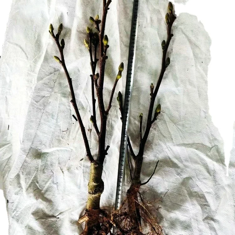 
Grafted seeding Red White Yellow color flower magnolia plant 