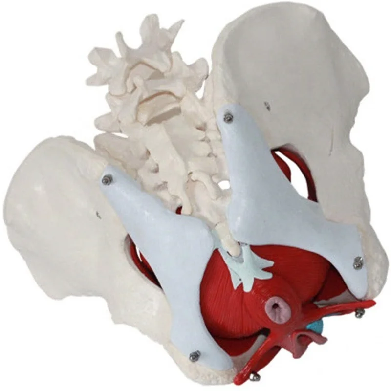 Production  PVC pelvic model medical science High-quality Teaching Model of Female Pelvic and Pelvic Muscles life size skeleton