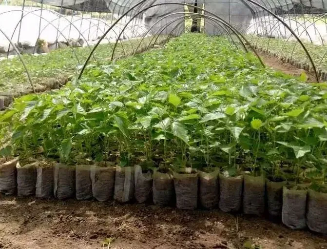 pp bag manufacturing white jute seedling biodegradable non-woven nursery bags plant for greenhouse