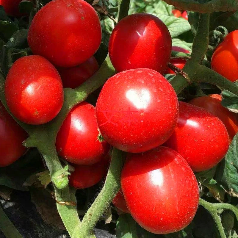 
From China, Processing Hybrid Tomato seeds 