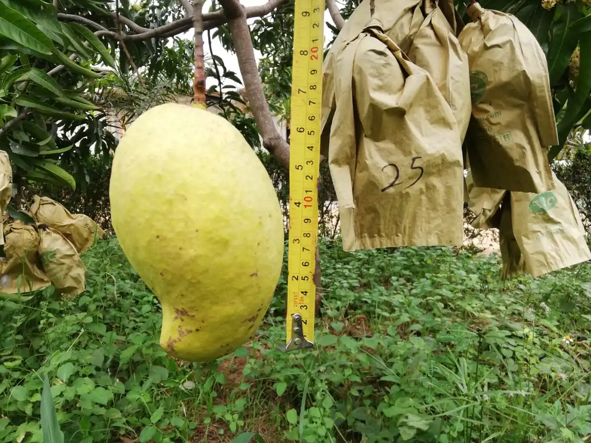 Sweet Yellow Mango Fresh Fruits With HIgh Quality Good Price TEJC For Wholesale From Srilanka
